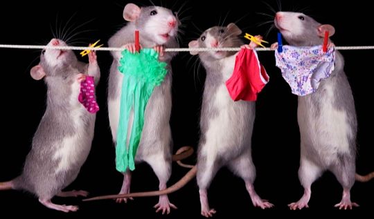 Крысы вешают одежду
